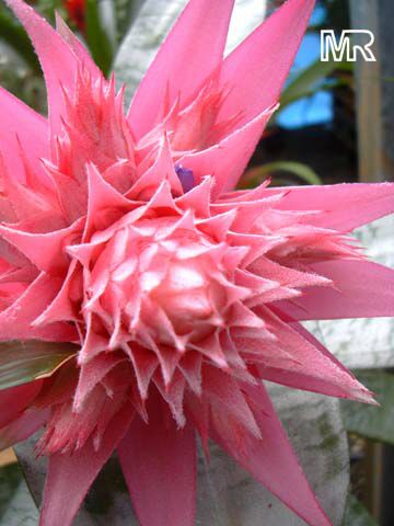 راهنمای نگهداری و پرورش گیاهان آپارتمانی - ایکمیا فاسکیاتا